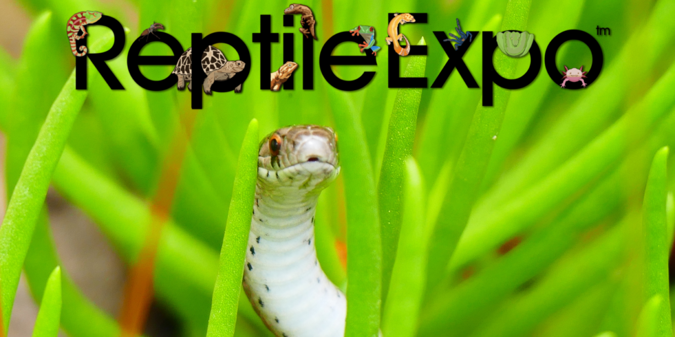 Win Tickets To The New Hampshire REPTILE EXPO At The Double Tree Hotel In Manchester!