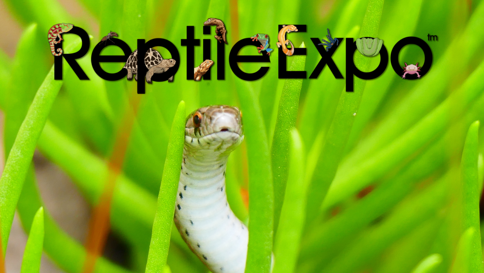Win Tickets To The New Hampshire REPTILE EXPO At The Double Tree Hotel In Manchester!